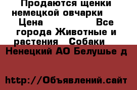 Продаются щенки немецкой овчарки!!! › Цена ­ 6000-8000 - Все города Животные и растения » Собаки   . Ненецкий АО,Белушье д.